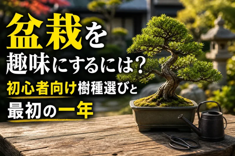 木製の屋外台に置かれた初心者向けの小さな盆栽。