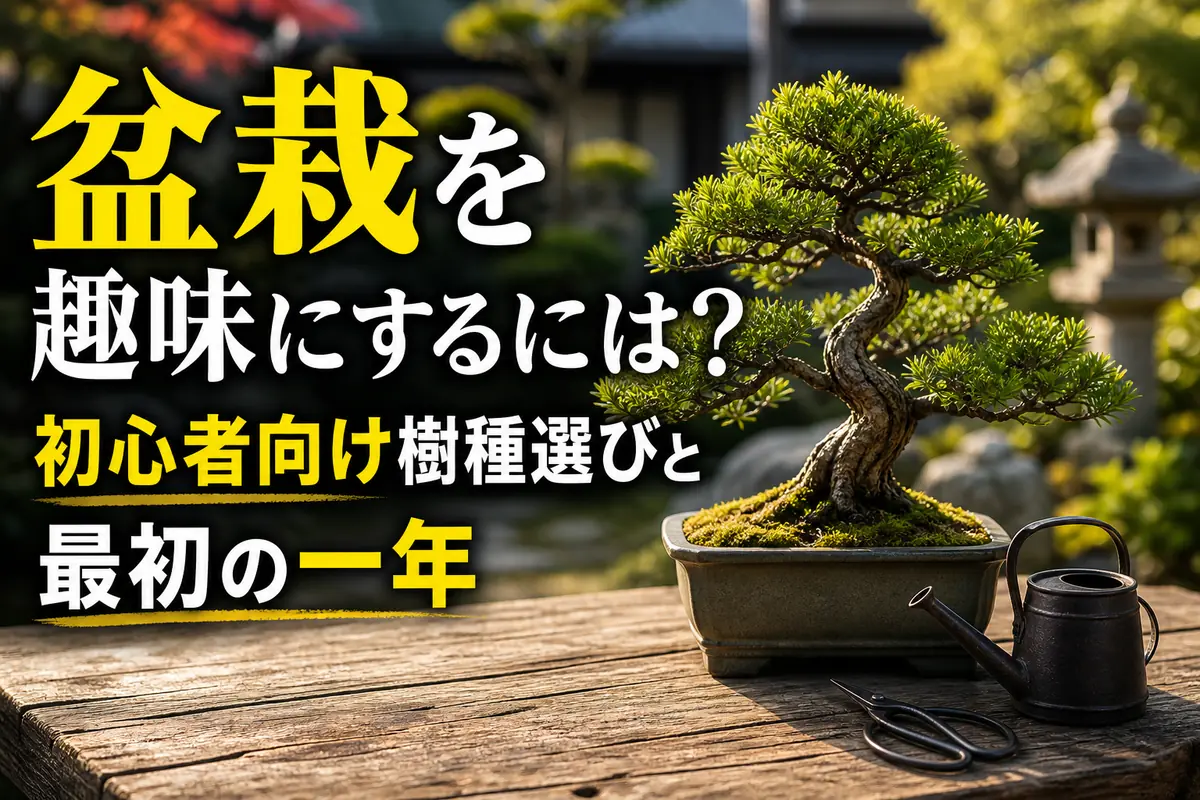 木製の屋外台に置かれた初心者向けの小さな盆栽。