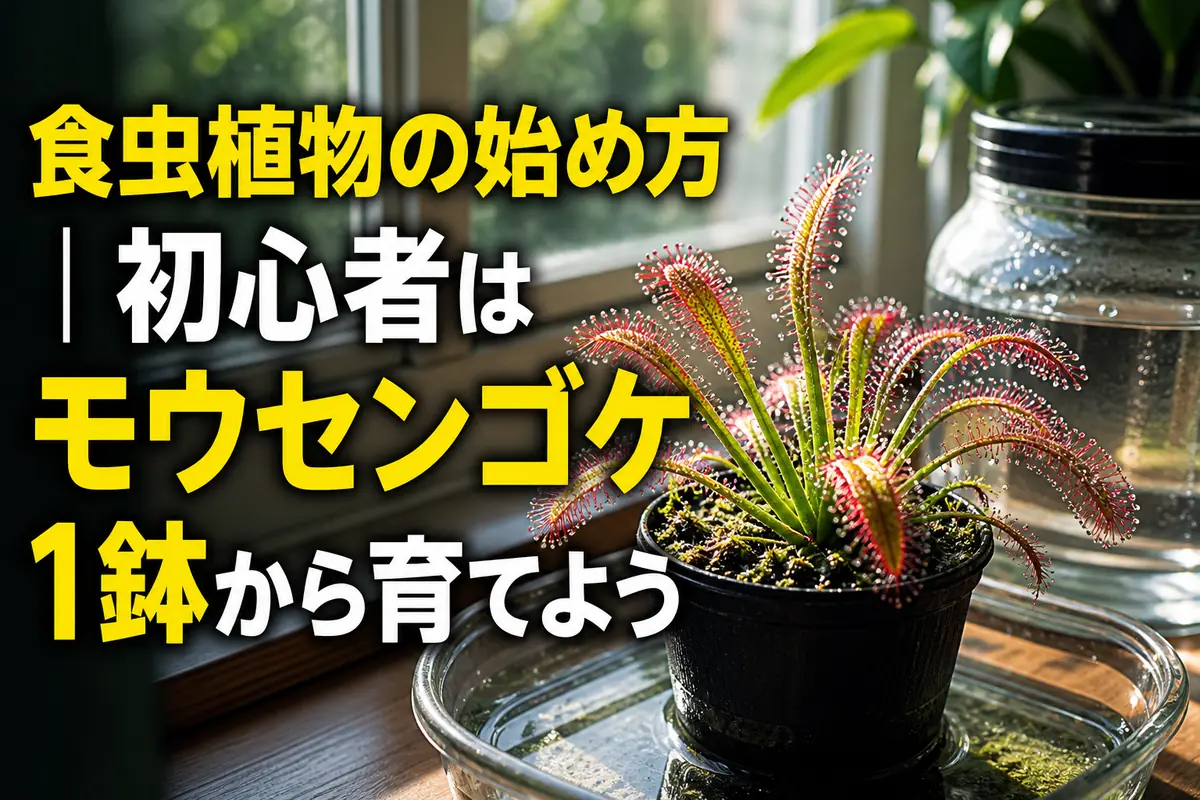 明るい窓辺で受け皿の水に置かれたケープモウセンゴケ。