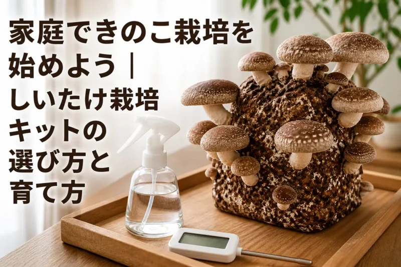 室内のトレーに置いた菌床からしいたけが育っている様子。